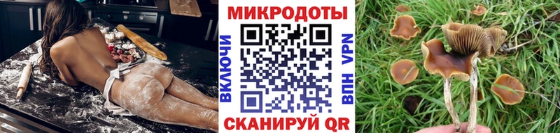 Галлюциногенные грибы Psilocybe  где купить   Сосновоборск 